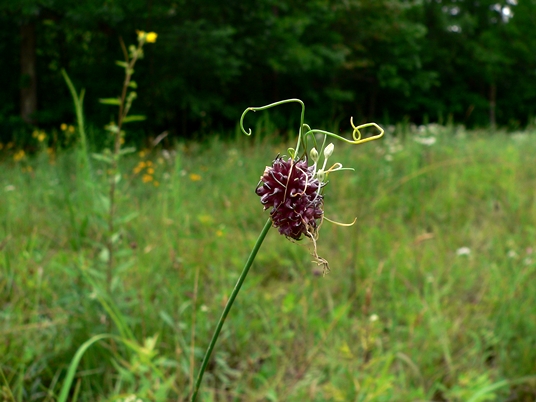 {Allium vineale}